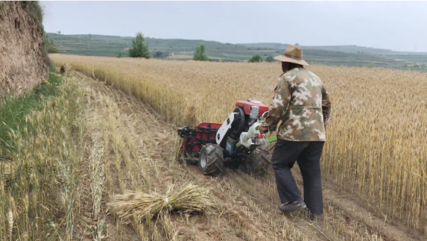 Corn reaper - Image 7